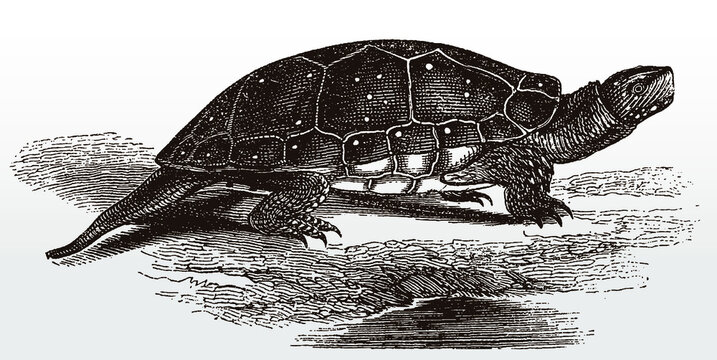 Threatened spotted turtle, clemmys guttata from North America in side view after an antique illustration from the 19th century