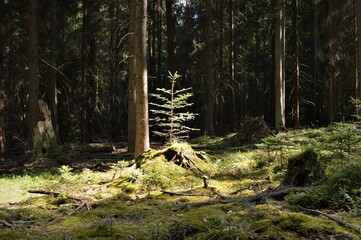 An der Lichtung die Tanne im Schwarzwald 
