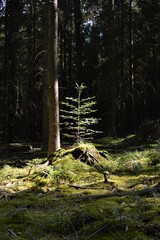 An der Lichtung die Tanne im Schwarzwald 