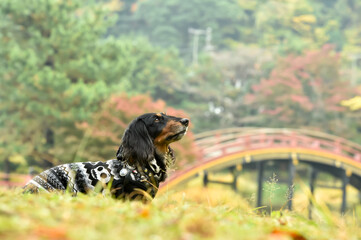 自然の中でおすましするミニチュアダックスフンド