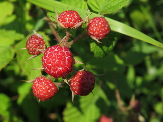 blackberries on a branch in the garden close-up
