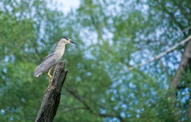 Black capped Night Heron sitting on a dead tree branch