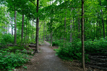 A waling path in the forest