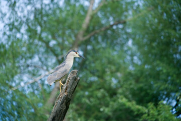 Black capped Night Heron sitting on a dead tree branch