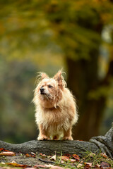 自然の中でおすましするミックス犬