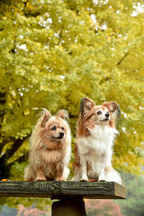 銀杏の木の前でおすましするミックス犬