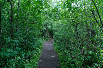 Fototapeta na wymiar A waling path in the forest