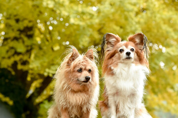 銀杏の木の前でおすましするミックス犬
