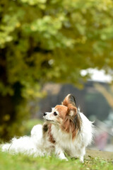 自然の中でおすましするミックス犬
