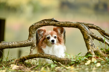 自然の中でおすましするミックス犬