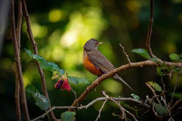 Cute bird at magical forest. The rufous-bellied thrush (Turdus rufiventris) . Brazil.