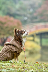 橋の上でおすましするチワワ