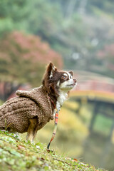 橋の上でおすましするチワワ