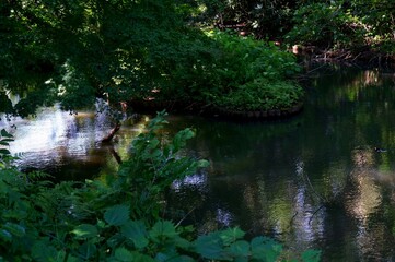 夏の森の中の川がある風景