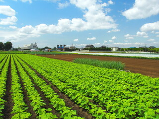 初夏の朝の枝豆畑風景