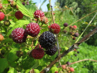 blackberries on a branch in the garden close-up