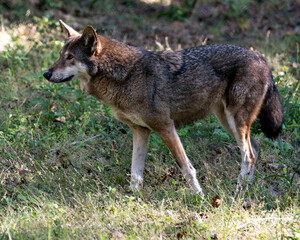 Naklejka na ściany i meble Wolf (Red Wolf) stock photos. Red Wolf endangered species. Red Wolf close-up profile. Image. Picture. Portrait.