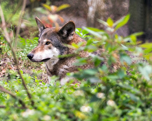 Wolf stock photos. Image. Picture. Portrait. Red wolf head close-up profile view. Foliage foreground and blur background. Endangered species. Looking to the left side.