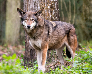 Naklejka na ściany i meble Wolf stock photos. Image. Picture. Portrait. Red Wolf. Looking at camera. Blur background. Endangered species.