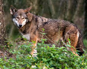 Naklejka na ściany i meble Wolf stock photos. Image. Picture. Portrait. Red wolf close-up profile view. Blur background. Foliage foreground. Endangered species. Image. Picture. Portrait.