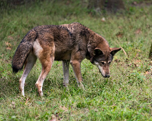 Wolf Red Wolf Animal Stock Photos.   Red Wolf Animal profile view.  Endangered species. Image. Picture. Portrait. Close-up. Side view looking to the right side.