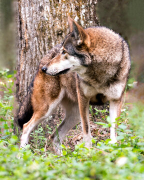 Wolf stock photos. Image. Picture. Portrait. Endangered species. Red wolf close-up profile view. Tree background.