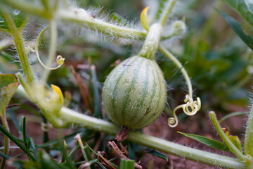 Little watermelon beginning to grow in the garden. Macro image. 