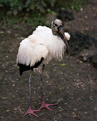 Wood stork bird photos. Image. Picture. Portrait. Background. White and Black feathers plumage.