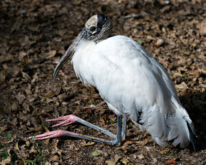 Wood stork bird stock photo.  Wood stork bird close-up profile view resting on its legs. Image. Picture. Portrait. ©  Aline