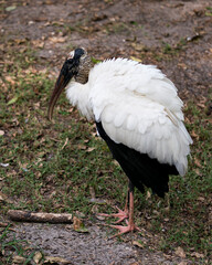 Wood Stork Bird Stock Photos.   Bird close-up profile-view on foliage. White and black feathers plumage. Picture. Image. Portrait. Photo