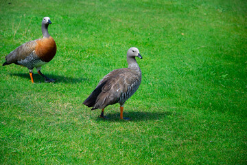 Ashy-headed gooses (Cauquen Real - Chloephaga poliocephala). Typical birds of Bariloche. Bariloche, Argentina
