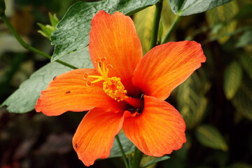 hibiscus