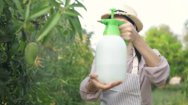 Agricultural concepts. Asian woman injecting hormones in the garden. 4k Resolution.
