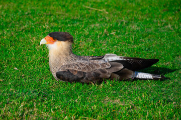 Crested or common Caracara Plancus (Carancho) a bird of prey from central and southern South America. Bariloche, Argentina