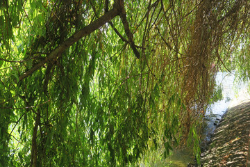 Fototapeta premium Berge arborée à Strasbourg.