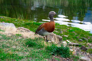 Ashy-headed goose (Cauquen Real - Chloephaga poliocephala). Typical bird of Bariloche. Bariloche, Argentina