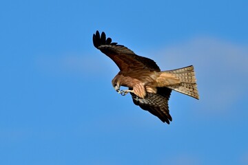 青空バックに飛びながら食べるトビ