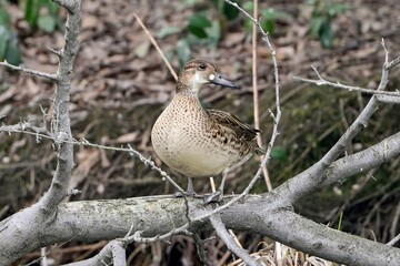 枝の上でのんびりくつろぐトモエガモ メス