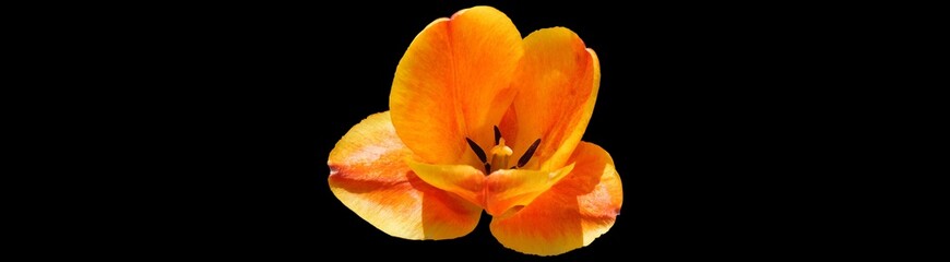 isolated orange tulip flower on black background, horizontal banner, header for web