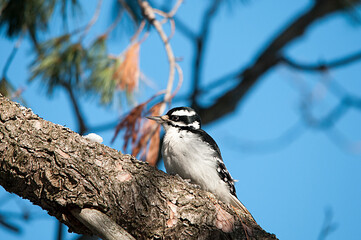 Woodpecker bird stock photos.  Woodpecker bird close-up profile view perched with blur background