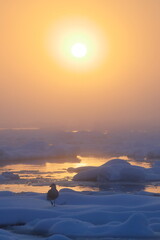 流氷漂う海に昇る太陽とカモメ