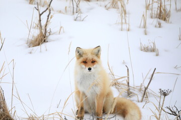 雪原に現れたキタキツネ
