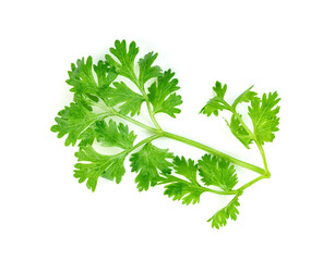 leaf Coriander or Cilantro isolated on white background ,Green leaves pattern