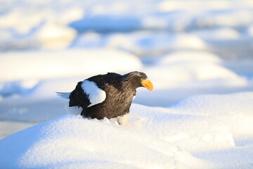 流氷上のオオワシ