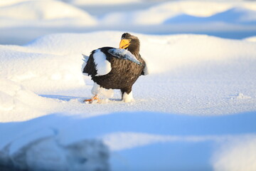 魚をくわえたオオワシ