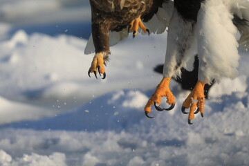 獲物を取り合うオオワシとオジロワシ
