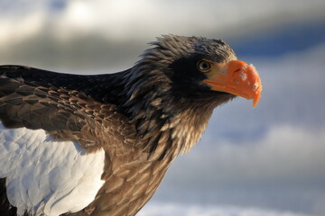 朝日を見つめるオオワシ