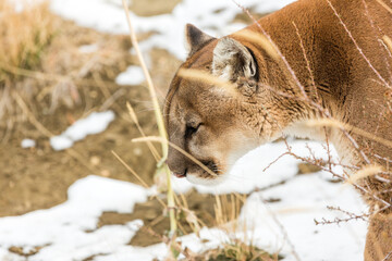 Obraz premium Rescued mountain lion in open area outdoors at wildlife sanctuary park