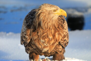 オジロワシの横顔