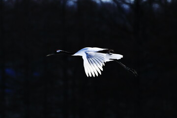 優雅に空を舞うタンチョウ